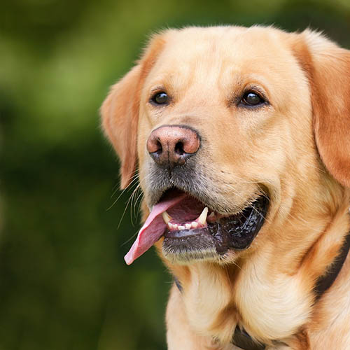  un chiot soin pharmacie Savalle