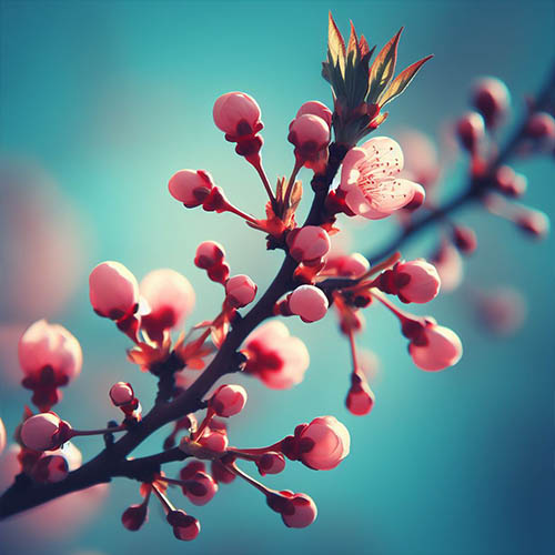 Gemmothérapie herboristerie Valmont